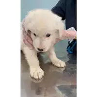 Foto dell\'animale cane - Matr. 2021/1049 - Microchip 380260044437635