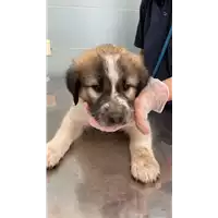 Foto dell\'animale cane - Matr. 2021/1050 - Microchip 380260044437730