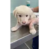 Foto dell\'animale cane - Matr. 2021/1051 - Microchip 380260044440296