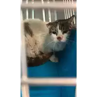 Foto dell\'animale gatto - Matr. 2021/1054 - Microchip 380260044280744