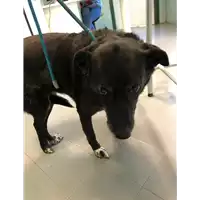 Foto dell\'animale cane - Matr. 2011/0425 - Microchip 380260000427485