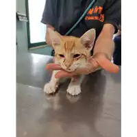 Foto dell\'animale gatto - Matr. 2021/1055 - Microchip 380260044441491