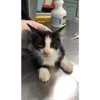 Foto dell\'animale gatto - Matr. 2021/1056 - Microchip 380260044441828