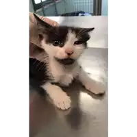 Foto dell\'animale gatto - Matr. 2021/1058 - Microchip 380260044437209