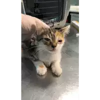 Foto dell\'animale gatto - Matr. 2021/1059 - Microchip 380260044441185