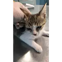 Foto dell\'animale gatto - Matr. 2021/1060 - Microchip 380260044441899