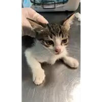 Foto dell\'animale gatto - Matr. 2021/1061 - Microchip 380260044440940