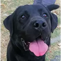 Foto dell\'animale cane - Matr. 2021/1064 - Microchip 380260044441506
