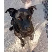 Foto dell\'animale cane - Matr. 2021/1065 - Microchip 380260044440098