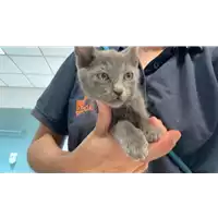 Foto dell\'animale gatto - Matr. 2021/1068 - Microchip 380260044440586