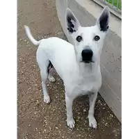 Foto dell\'animale cane - Matr. 2021/1070 - Microchip 380260000923516