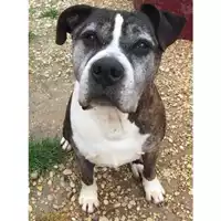 Foto dell\'animale cane - Matr. 2020/0187 - Microchip 380260080186186