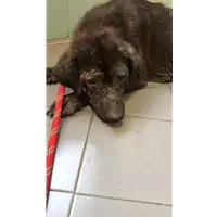 Foto dell\'animale cane - Matr. 2021/1075 - Microchip 380260044437163