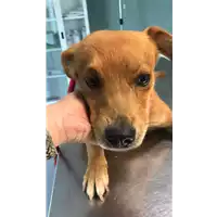 Foto dell\'animale cane - Matr. 2021/1073 - Microchip 380260044440935