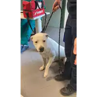 Foto dell\'animale cane - Matr. 2021/1024 - Microchip 380260004309678