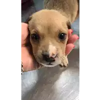 Foto dell\'animale cane - Matr. 2021/1076 - Microchip 380260044437386