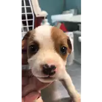 Foto dell\'animale cane - Matr. 2021/1077 - Microchip 380260044437452