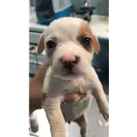 Foto dell\'animale cane - Matr. 2021/1078 - Microchip 380260044437093