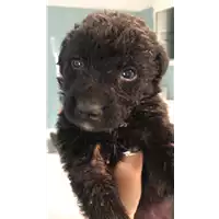 Foto dell\'animale cane - Matr. 2021/1083 - Microchip 380260044440775