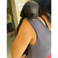 Foto dell\'animale cane - Matr. 2021/1084 - Microchip 380260044437028