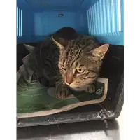 Foto dell\'animale gatto - Matr. 2021/1086 - Microchip 380260044440652