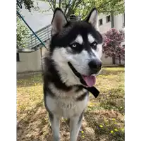 cane - Matr. 2021/1088 - Microchip 380260101732307