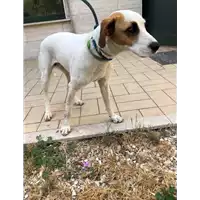 Foto dell\'animale cane - Matr. 2021/1089 - Microchip 380260101036641