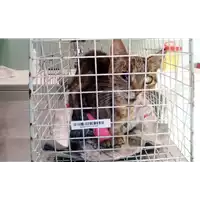 Foto dell\'animale gatto - Matr. 2017/0684 - Microchip 380260043150280