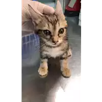 Foto dell\'animale gatto - Matr. 2021/1091 - Microchip 380260044437721
