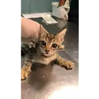Foto dell\'animale gatto - Matr. 2021/1093 - Microchip 380260044437402