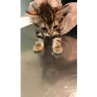 Foto dell\'animale gatto - Matr. 2021/1094 - Microchip 380260044437609