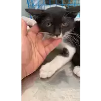 Foto dell\'animale gatto - Matr. 2021/1097 - Microchip 380260044437614