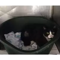 Foto dell\'animale gatto - Matr. 2017/0683 - Microchip 380260043150307