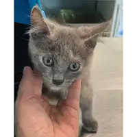 Foto dell\'animale gatto - Matr. 2021/1101 - Microchip 380260044436997