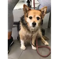 Foto dell\'animale cane - Matr. 2021/1113 - Microchip 380260000288524