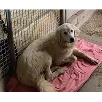 Foto dell\'animale cane - Matr. 2021/1110 - Microchip 380260044517017