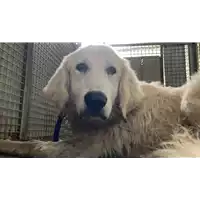 Foto dell\'animale cane - Matr. 2021/1105 - Microchip 380260044517046