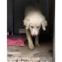 cane - Matr. 2021/1112 - Microchip 380260044517102