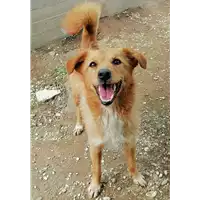 Foto dell\'animale cane - Matr. 2021/1114 - Microchip 380260100080085