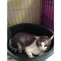 Foto dell\'animale gatto - Matr. 2017/0687 - Microchip 380260042880754