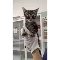Foto dell\'animale gatto - Matr. 2021/1109 - Microchip 380260044441680