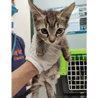 Foto dell\'animale gatto - Matr. 2021/1106 - Microchip 380260044441835
