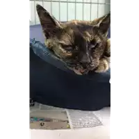 Foto dell\'animale gatto - Matr. 2021/1119 - Microchip 380260044516316