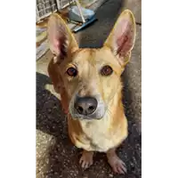 Foto dell\'animale cane - Matr. 2020/1675 - Microchip 380260044476310