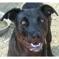 Foto dell\'animale cane - Matr. 2021/1123 - Microchip 380260044441282
