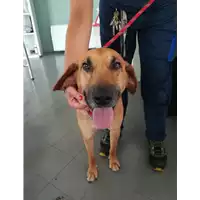 Foto dell\'animale cane - Matr. 2021/1124 - Microchip 380260044232315