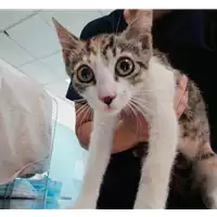 Foto dell\'animale gatto - Matr. 2021/1127 - Microchip 380260044437155