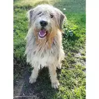Foto dell\'animale cane - Matr. 2018/0888 - Microchip 380260042906583