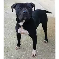 Foto dell\'animale cane - Matr. 2021/0064 - Microchip 380260044476429