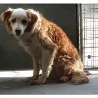 Foto dell\'animale cane - Matr. 2021/0601 - Microchip 380260002461483